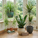 Spider Plants