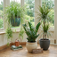 3 Easy Care Houseplants Collection - Spider Plant, ZZ Plant & Dracaena Marginata, 1 Litre Root Ball