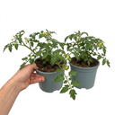 Tumbling Tom Red Cherry Tomato Plants