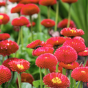 Red Colour Flowers Plants (Set of 3 or 6)
