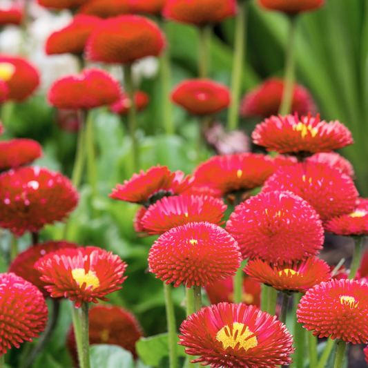 Bellis Red double daisies in flower, bright red pompom blooms with yellow centres on tall stems