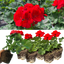 Set of 3 or 6 Large Plants - Geranium Toscana Senna, Ready to Plant in Your Garden