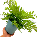1 Large, Outdoor Garden Ready Plant - Holly Fern Cyrtomium Fortunei, 2L Pot