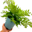 1 Large, Outdoor Garden Ready Plant - Holly Fern Cyrtomium Fortunei, 2L Pot