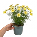 Coreopsis Solar Moon Perennial Plants