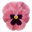 3 Hardy Pansy Plants Pink with Blotch Plant (3L Pot)