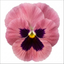 3 Hardy Pansy Plants Pink with Blotch, Garden Ready Spring & Autumn Flowering, 3Ltr Root Ball
