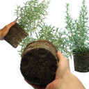 Rosemary Grower’s Choice Mix Plants (Set of 3 or 6)
