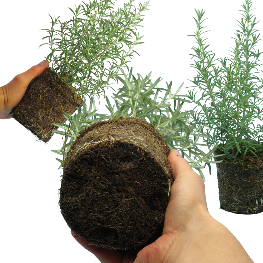 Rosemary Growers Choice Mix – Evergreen Culinary Herb (Set of 3 or 6)