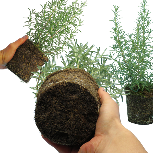 Rosemary Growers Choice Mix – Evergreen Culinary Herb (Set of 3 or 6)