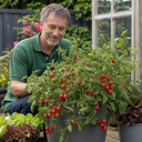 Tumbling Tom Red Cherry Tomato Plants