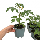 Cherry Tomato Floridity Plants