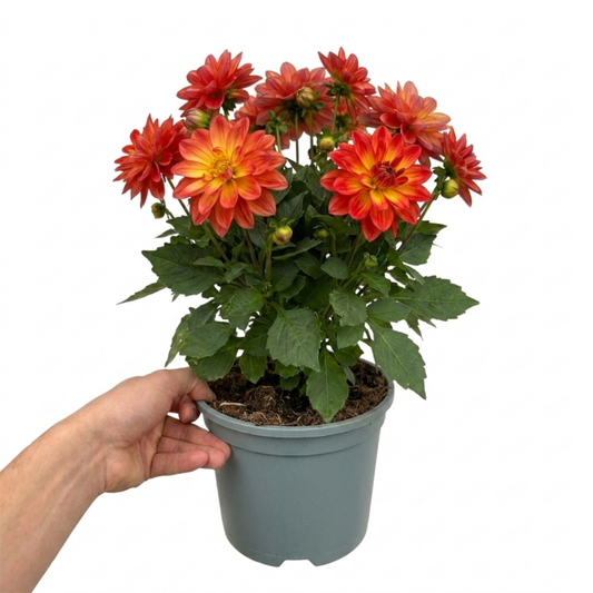 Potted dahlia held in a hand, double orange-red blooms with golden centres over green leaves
