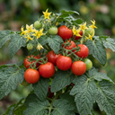 Patio Tomato Jo & Grace Plants (Set of 3 or 6)