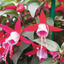 Set of 3 or 6 Large, Garden Ready Plants - Fuchsia Bella Nikita (Rose & Purple)