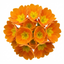 Set of 3 or 6 Primula veris Orange with Yellow Hardy Perennial Plants, Spring Flowering, Outdoor Garden Ready, 11cm Root-Ball