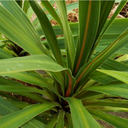 Cordyline Peko Plant (3L Pot)