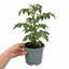 1 Patio Cherry Tomato Plant, Veranda Red, Live Outdoor Garden Ready, 2 Litre Root-Ball