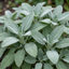 Set of 3 or 6 Salvia officinalis ‘Berggarten’ Sage Herb Plants, Hardy Perennial Culinary Herb, Outdoor Garden Ready, 1 Litre Root-Ball