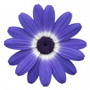 Senetti Lavender Plants