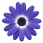 1 Senetti Lavender Flowering Plant, Hardy Summer Bedding, Outdoor Garden Ready, 17cm Root-Ball