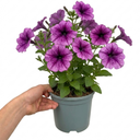 Petunia Sanguna Mega Purple Vein Plant (2L Pot)