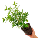 Euonymus Bravo Plant (2L Pot)