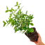 1 Large Plant - Euonymus Bravo, Ready to Plant in Your Garden, 2L Pot