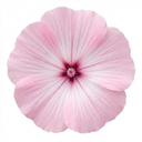 Lavatera Barnsley Baby Hardy Mallow Plants