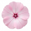 1 Lavatera Barnsley Baby Hardy Mallow Plant, Outdoor Garden Ready Flowering Shrub, 17cm Root-Ball