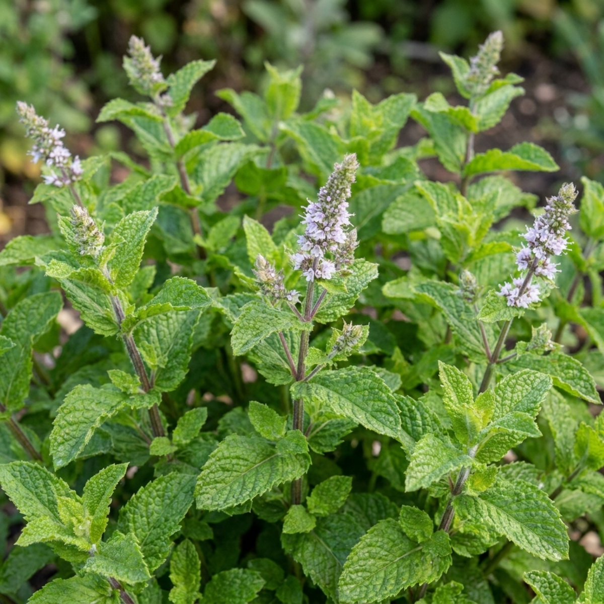 Bushy mint with crinkled bright green leaves and slender spikes of pale lilac flowers