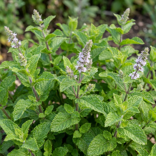 Bushy mint with crinkled bright green leaves and slender spikes of pale lilac flowers