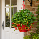 Strawberry Toscana Plants