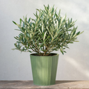 3 Litre Bushy Olive Tree, Nursery Pot, Outdoor, Pots