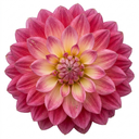 Dahlia Maggiore Fun Rose Bicolour Plants