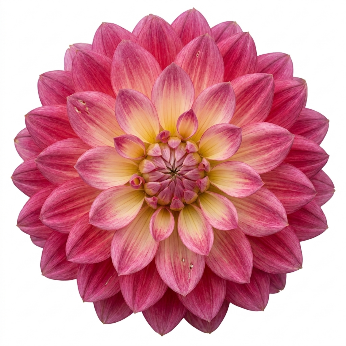 Dahlia 'Maggiore Fun Rose Bicolour' – Summer Flowering Perennial (3L Pot)