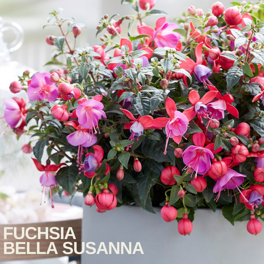 Grey trough planted with fuchsia bearing cerise, violet and red bell flowers, caption text overlaid