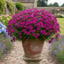 Dianthus Dart Purple Plant (2L Pot)