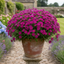 1 Large Plant - Dianthus Dart Purple, Ready to Plant in Your Garden, 2L Pot