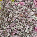 Heuchera Huckleberry Plant