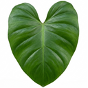Philodendron Imperial Green Plants