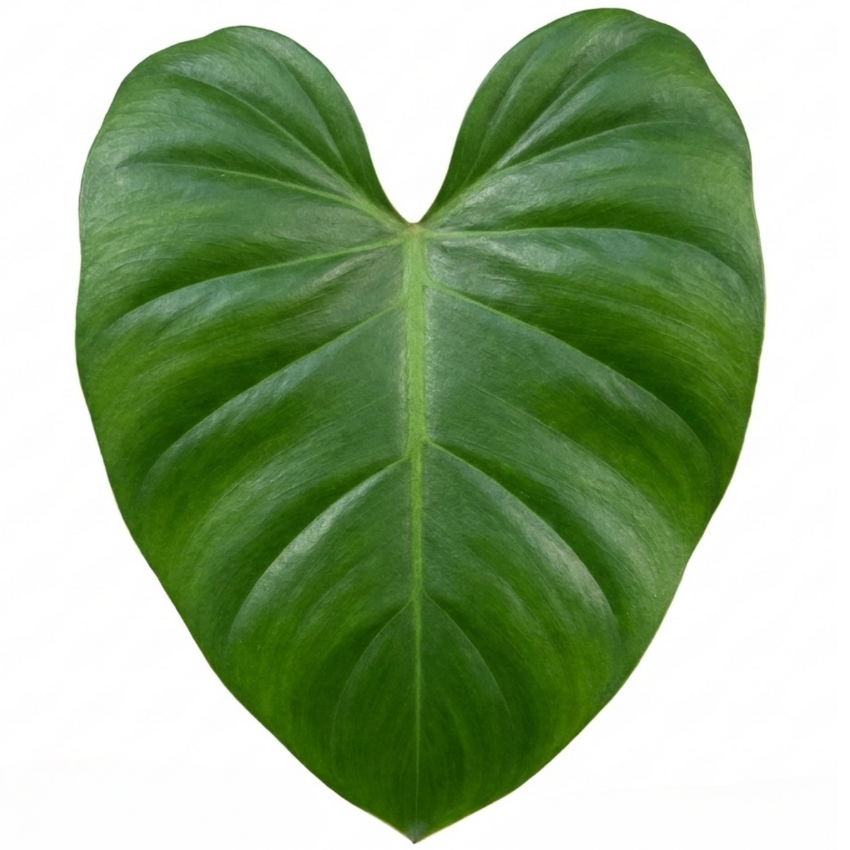 Philodendron 'Imperial Green' – Glossy Leaf Houseplant (3L Pot)