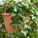 Hedera Helix English Ivy Plants
