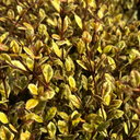 Lophomyrtus ‘Golden Dragon’ Plant
