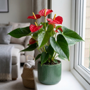 Anthurium Red Flamingo Flower Plant