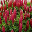 1 Large Plant - Lupin Legendary Red Shades, Outdoor Garden Ready, 2L Rootball