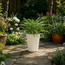 3 Litre Hosta Silly Strings Plants in Nursery Pots