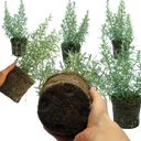 Rosemary Grower’s Choice Mix Plants (Set of 3 or 6)