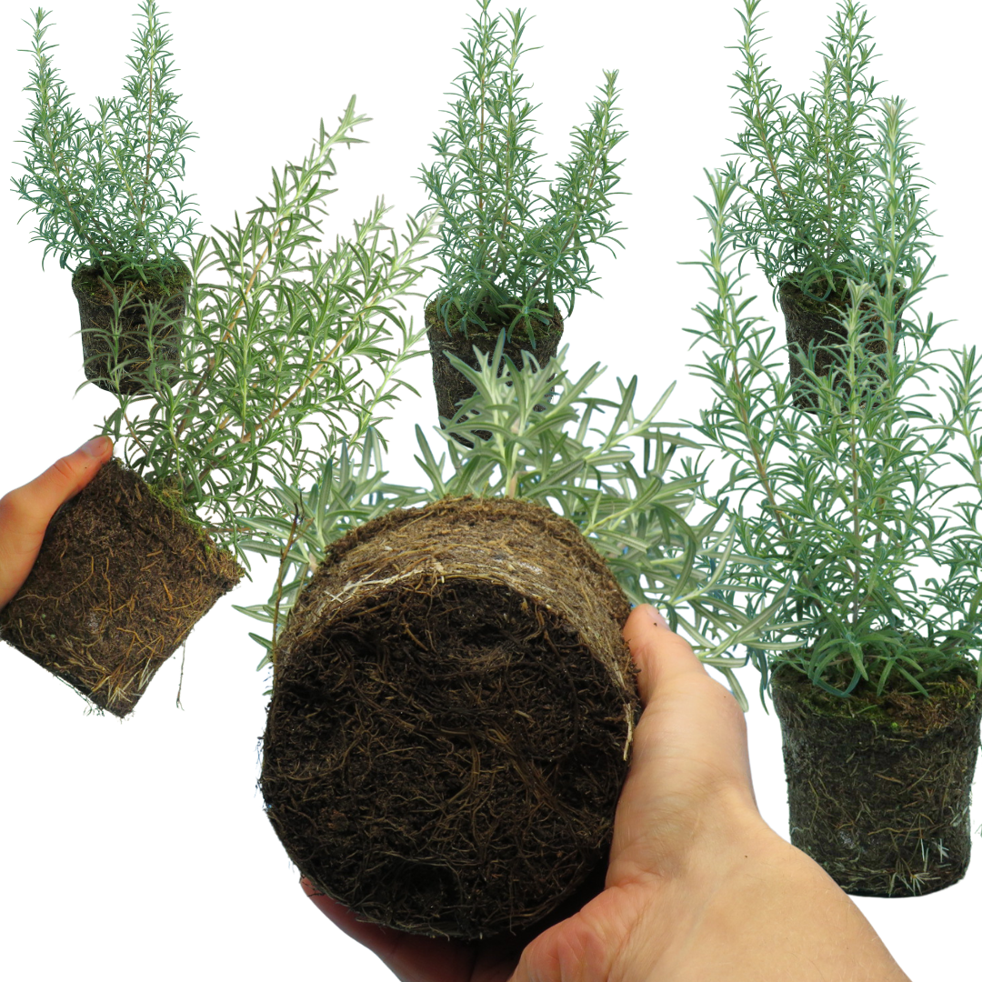 Rosemary Growers Choice Mix – Evergreen Culinary Herb (Set of 3 or 6)