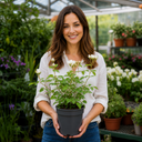 3Ltr Patio Rose Plant, White Rose Bush, Nursery Pots